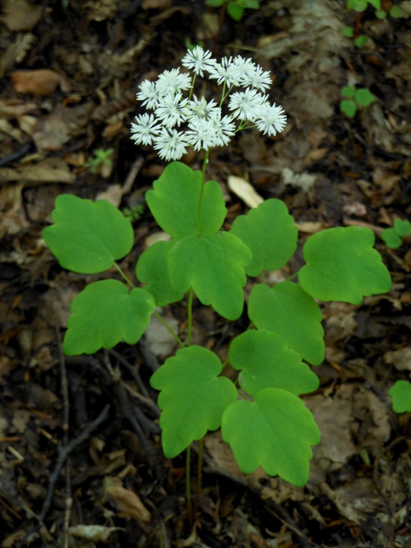 Изображение особи Thalictrum filamentosum.