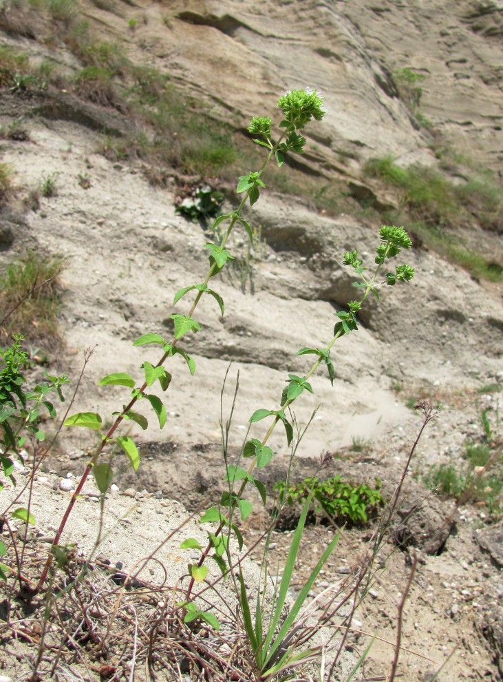 Image of Origanum vulgare specimen.