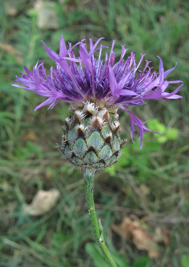 Изображение особи Centaurea rigidifolia.