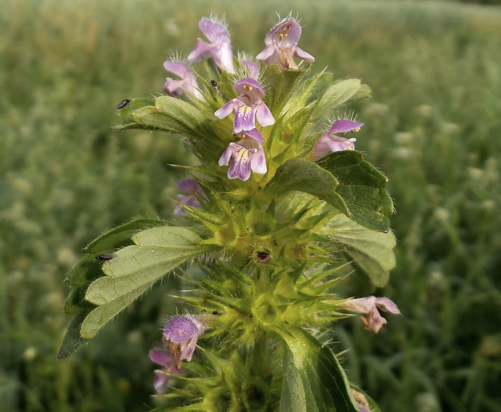 Изображение особи Galeopsis bifida.