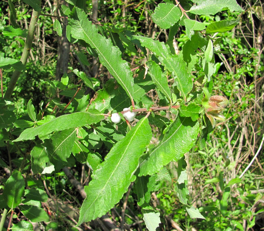 Image of Salix &times; schaburovii specimen.
