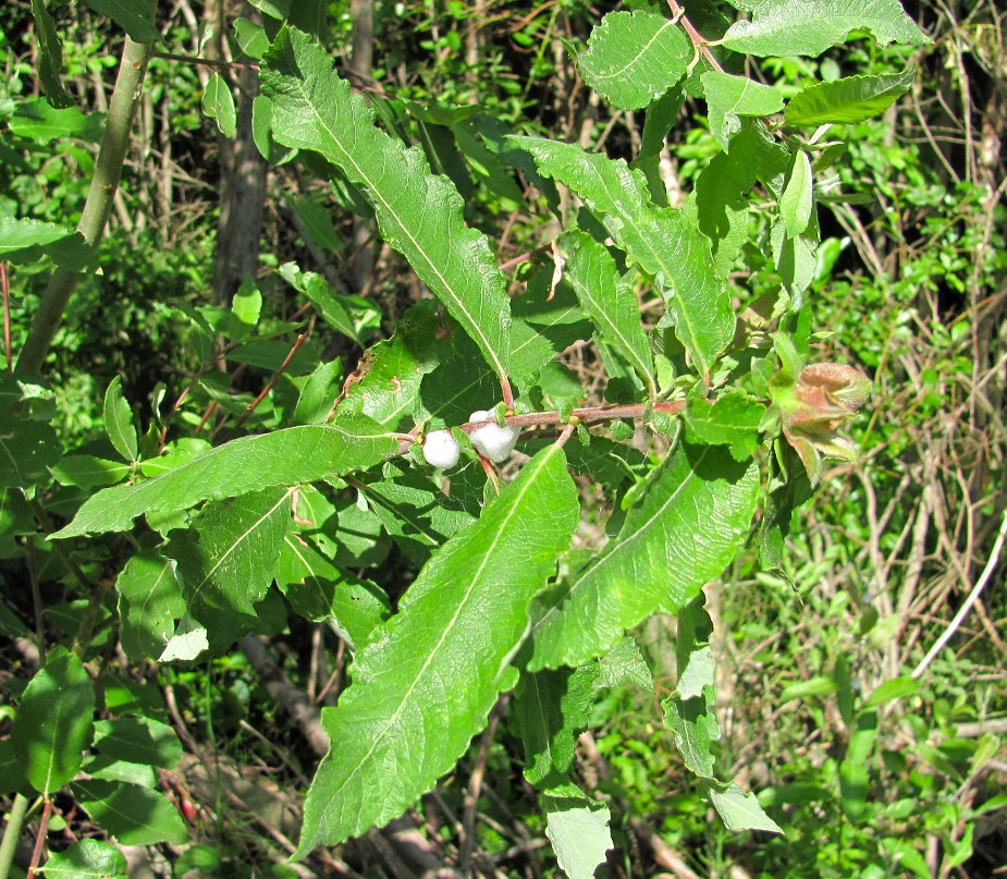 Изображение особи Salix &times; schaburovii.