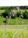 Salvia nutans