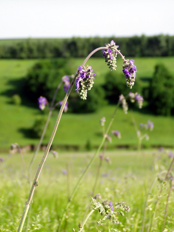 Изображение особи Salvia nutans.