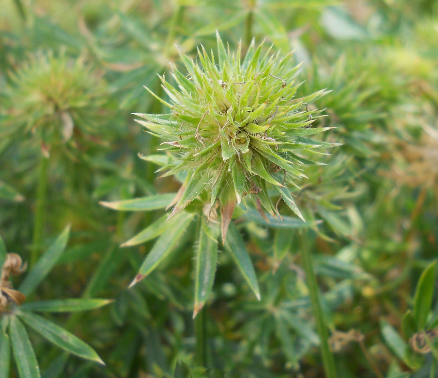 Изображение особи Phuopsis stylosa.