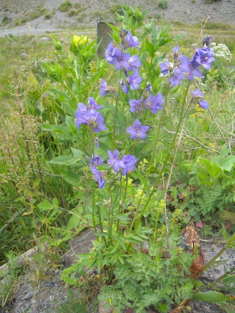 Image of Polemonium caucasicum specimen.