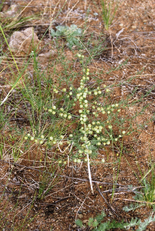 Изображение особи Asparagus burjaticus.