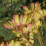 Peucedanum morisonii