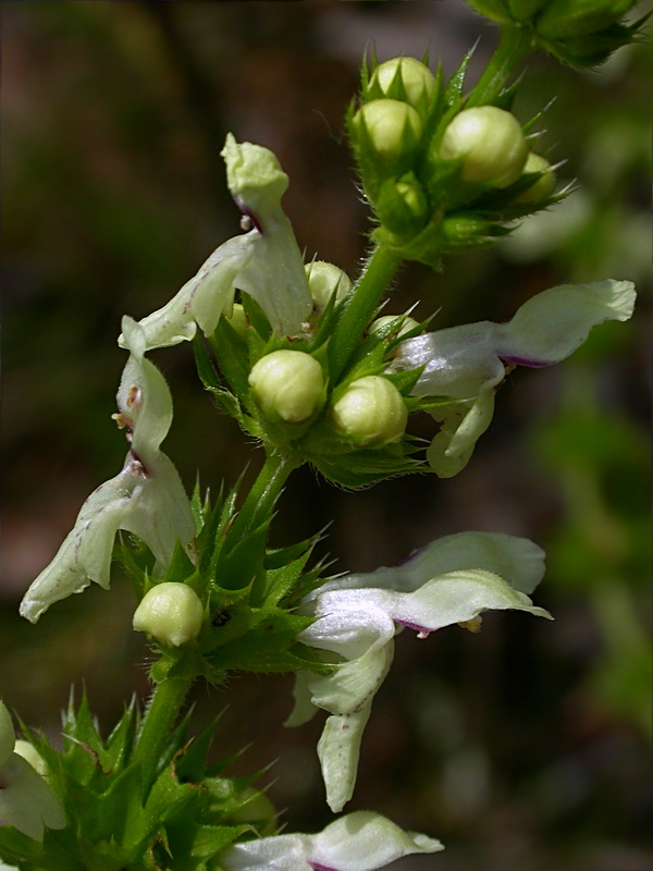 Изображение особи Stachys recta.