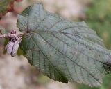 Corylus avellana. Лист, почки пестичных цветков и развивающиеся тычиночные соцветия (f. 'Fuscorubra'). Германия, г. Кемпен, в культуре. 21.09.2012.