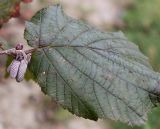 Corylus avellana