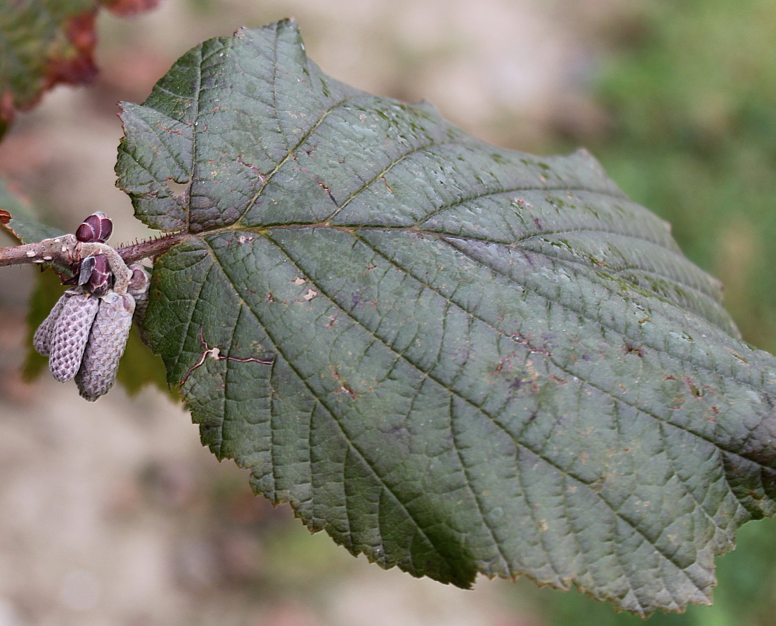 Изображение особи Corylus avellana.