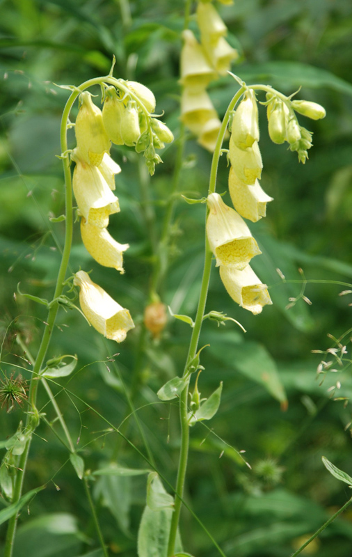 Image of Digitalis grandiflora specimen.