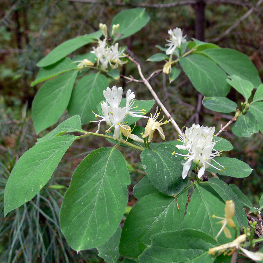 Изображение особи Lonicera xylosteum.