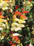 Ipomoea lobata