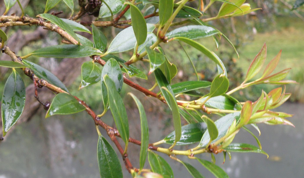 Image of Metrosideros umbellata specimen.