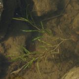 Potamogeton gramineus