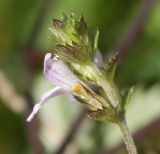 Euphrasia brevipila. Верхушка побега с цветком. Тверская обл., Центрально-Лесной заповедник, влажный луг. 21.08.2012.