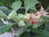 Withania somnifera. Часть побега c плодами. Израиль, г. Беэр-Шева, сорняк среди живой изгороди. 16.12.2012.