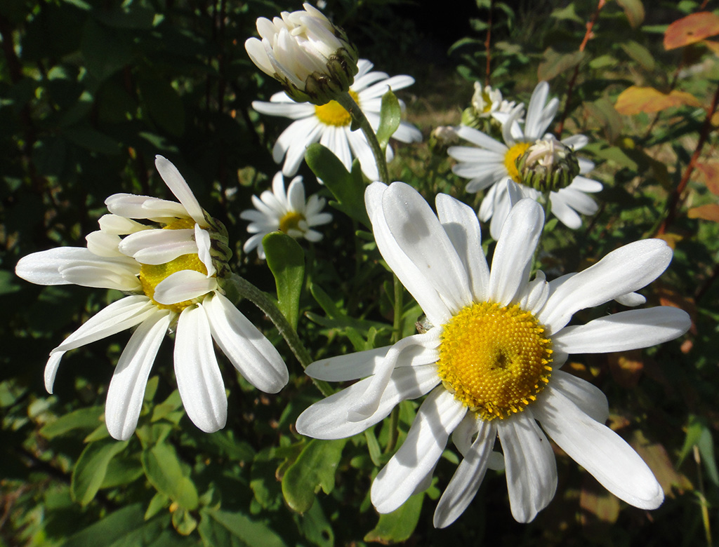 Изображение особи Chrysanthemum zawadskii.