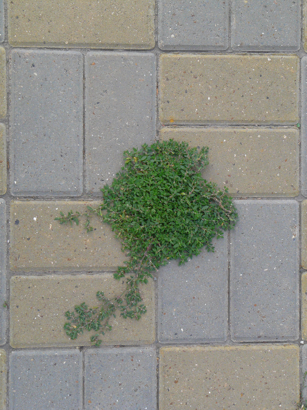 Image of Polygonum arenastrum specimen.