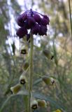 Leopoldia bicolor