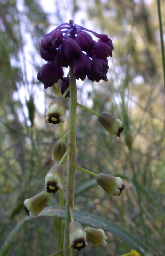 Изображение особи Leopoldia bicolor.