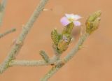 Eremobium aegyptiacum. Соцветие. Israel, Northern Negev, Holot Mash'abbim. 14.02.2012.