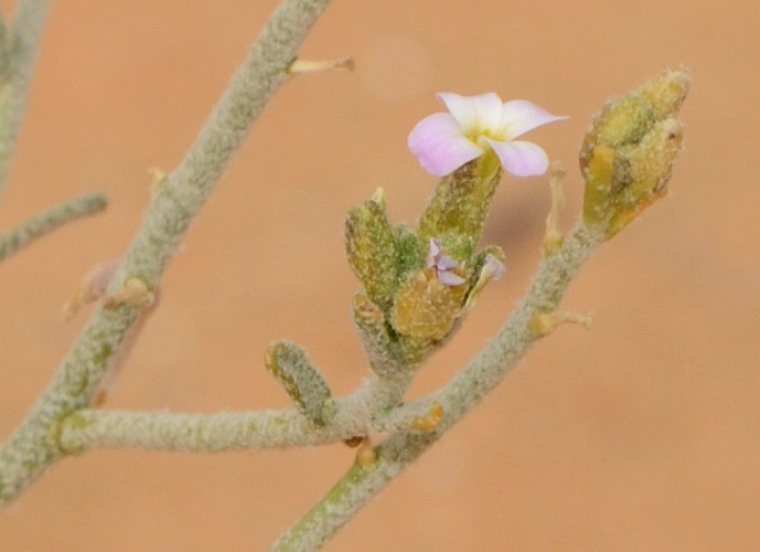 Изображение особи Eremobium aegyptiacum.