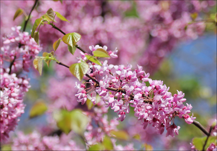 Изображение особи Cercis canadensis.