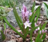 Chionodoxa luciliae var. rosea