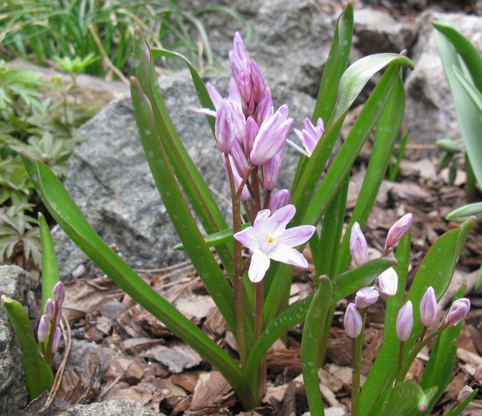 Image of Chionodoxa luciliae var. rosea specimen.