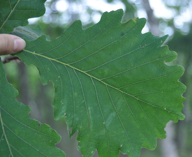 Изображение особи Quercus crispula.