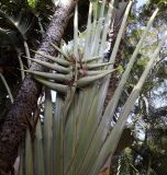 Ravenala madagascariensis