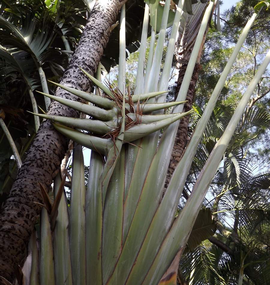 Изображение особи Ravenala madagascariensis.