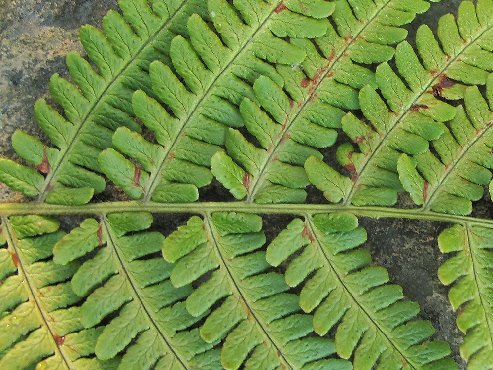 Image of Dryopteris crassirhizoma specimen.