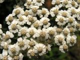 Achillea asiatica. Часть общего соцветия. Хабаровский край, Ванинский р-н, окр. пос. Высокогорный. 13.09.2012.