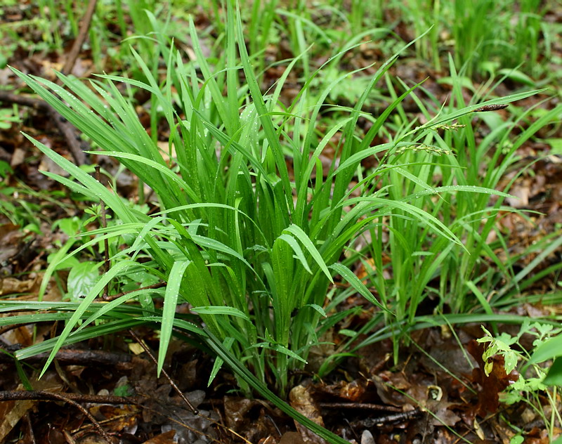 Изображение особи Carex pilosa.