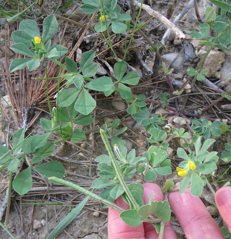 Изображение особи Lotus peregrinus.