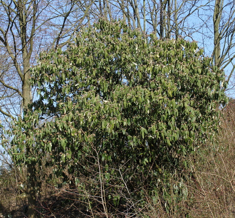 Изображение особи Viburnum rhytidophyllum.