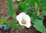 Convolvulus arvensis