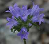 Campanula lingulata