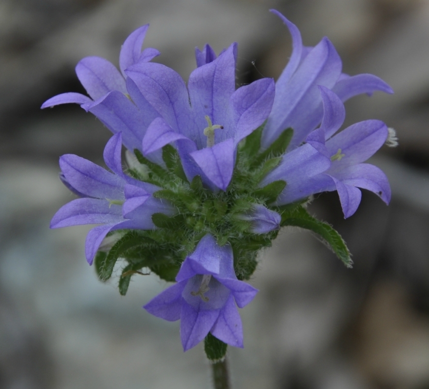 Image of Campanula lingulata specimen.