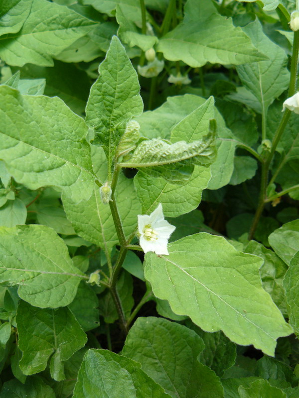 Image of Alkekengi officinarum specimen.