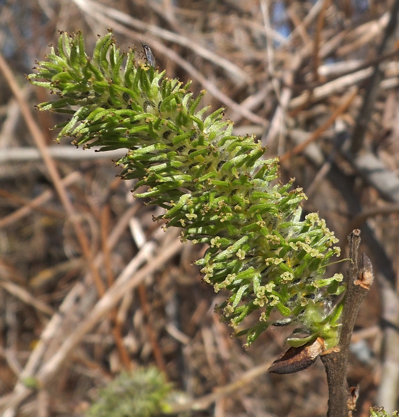 Image of Salix &times; puberula specimen.