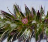Achyranthes aspera var. sicula