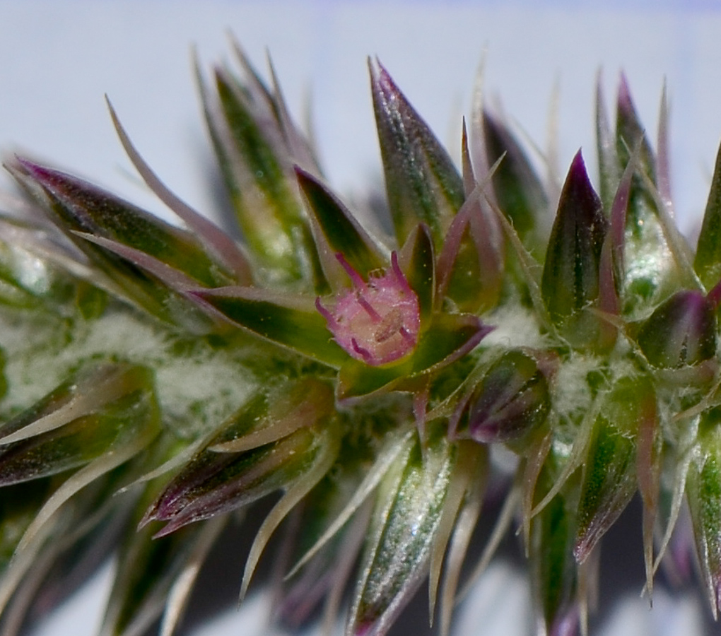 Изображение особи Achyranthes aspera var. sicula.