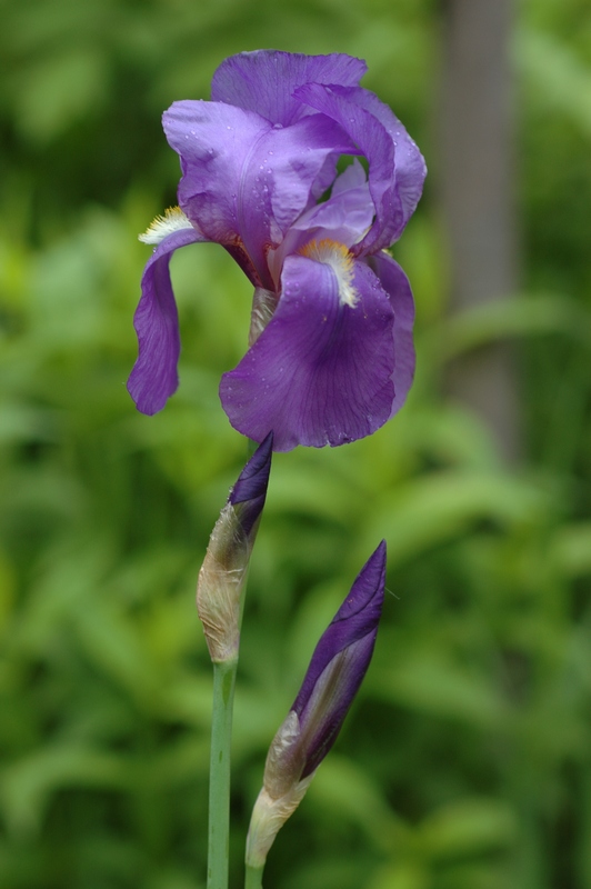 Image of Iris illyrica specimen.