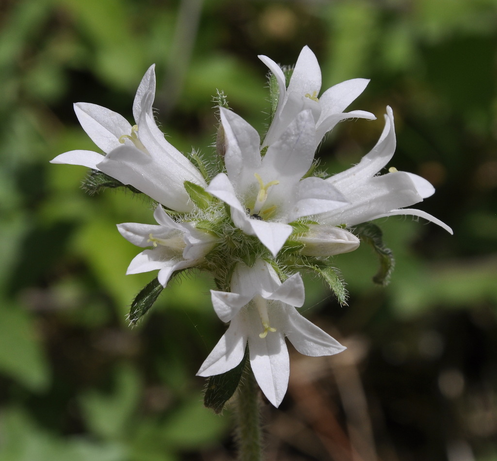 Image of Campanula lingulata specimen.