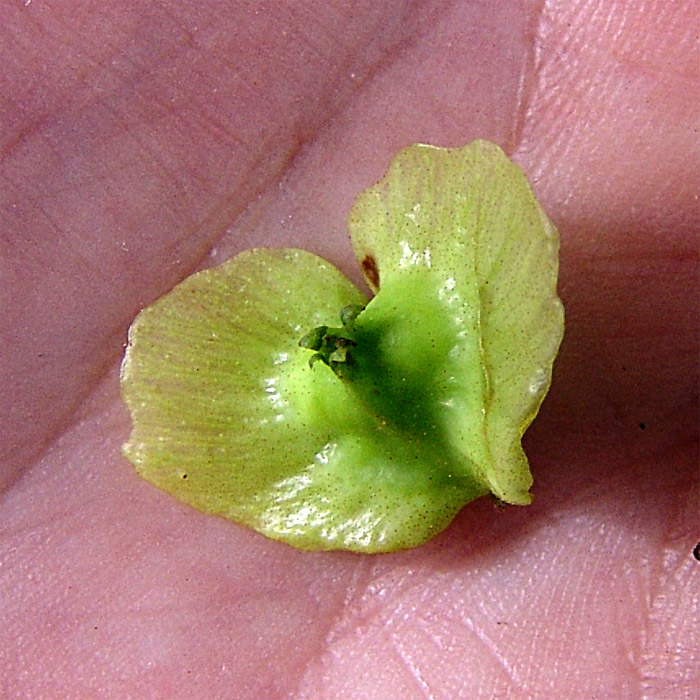 Image of Pterocarya fraxinifolia specimen.